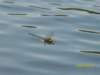 libelleberdemwasser_small.jpg
