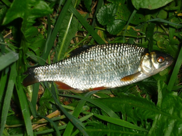 rotauge.jpg