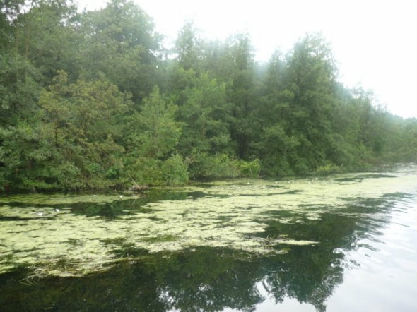 purenature.jpg