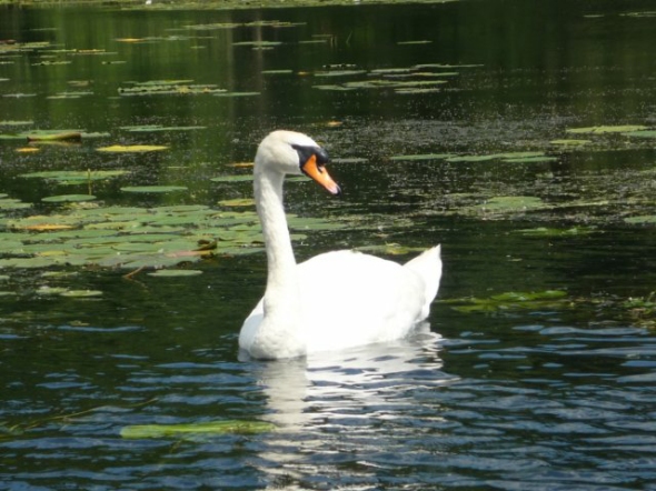 wakenitzschwan.jpg