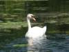 wakenitzschwan_small.jpg