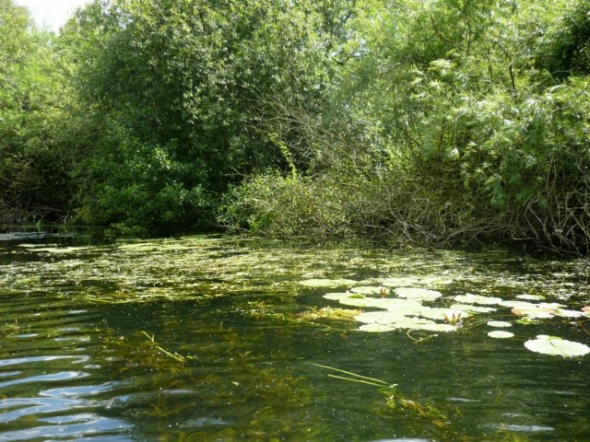 wasserpflanzenbisandieoberflche.jpg