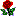 Rose (1K)